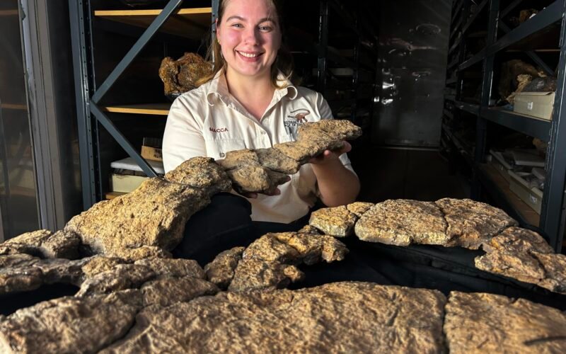 La última cena de un dinosaurio: los intestinos de un saurópodo que vivió hace 100 millones de años revelan cómo comían