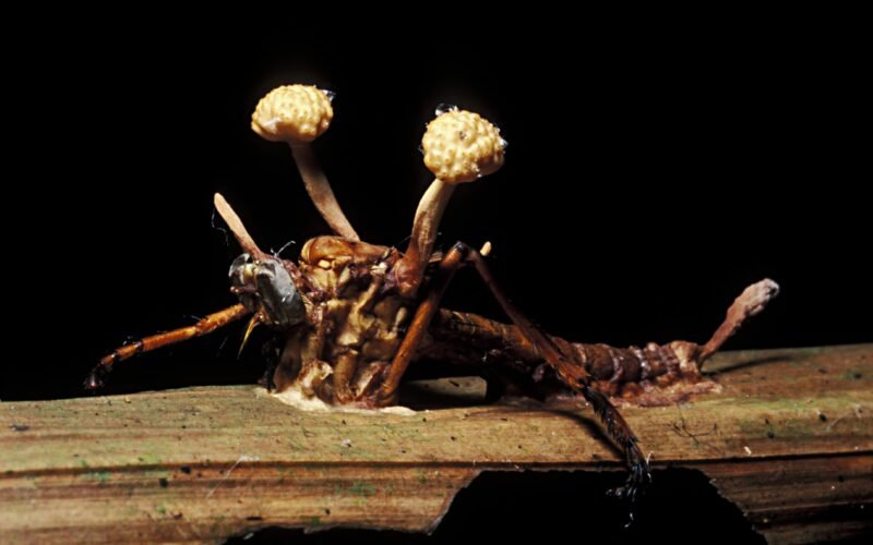 Insectos zombi: la inquietante relación de ‘control mental’ entre bichos y parásitos