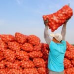Sorpresa en la familia vegetal: la patata es hija del tomate