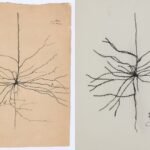 Un estafador vuelve a colar falsificaciones cutres de dibujos de Cajal en una casa de subastas