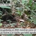 Las cinco bonobas que mataron a un macho desafían el mito de la especie pacifista: “El ataque más violento jamás observado”