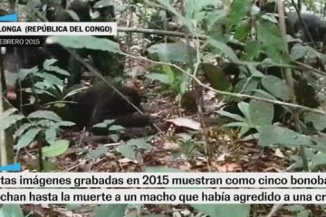 Las cinco bonobas que mataron a un macho desafían el mito de la especie pacifista: “El ataque más violento jamás observado”