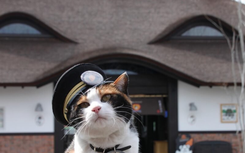Yondama, la gata jefa de una estación de tren en Japón, y su aprendiz Rokudama reciben sus nombramientos