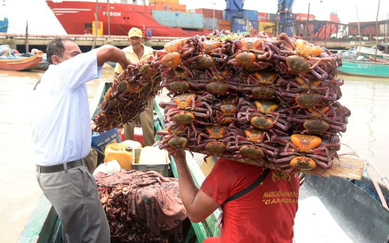 Cangrejo rojo y azul entran en veda desde el 1 de febrero de 2026 en Ecuador
