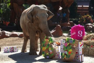 Trompita: una elefanta “abuelita” de más de 3.500 kilos que desafía las estadísticas de la biología