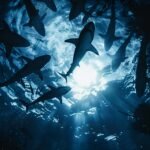 El hallazgo más alarmante en el Caribe: encuentran trazas de cocaína y cafeína en tiburones salvajes