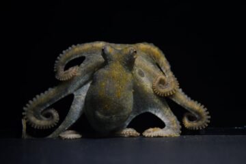 Los pulpos tienen un brazo amatorio que siente el sexo de las hembras: “Es como una mezcla entre olfato y gusto”