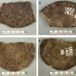 El gran error de la arqueología en Alaska: pasaron 70 años guardando “huesos de mamut” y la ciencia acaba de descubrir el engaño