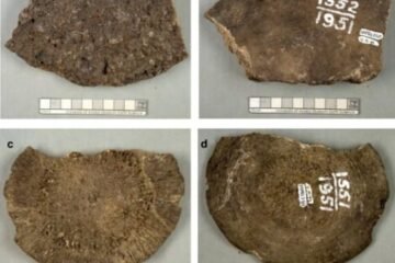 El gran error de la arqueología en Alaska: pasaron 70 años guardando “huesos de mamut” y la ciencia acaba de descubrir el engaño