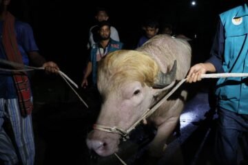 Búfalo ‘Trump’ se salva de ser sacrificado