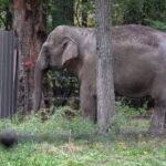 Zoológico de El Bronx evalúa el futuro de Patty, el único elefante que queda en Nueva York
