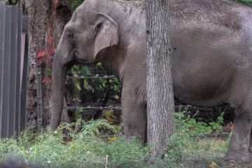 Zoológico de El Bronx evalúa el futuro de Patty, el único elefante que queda en Nueva York