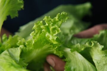 Cadena de comida enfrenta demanda por lechuga que provocó un brote de diarrea en EE. UU.