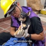 “Ellos también son víctimas”, rescatan a animales de entre los escombros de edificios colapsados en Cali tras el terremoto