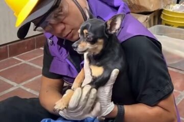 “Ellos también son víctimas”, rescatan a animales de entre los escombros de edificios colapsados en Cali tras el terremoto
