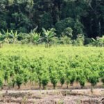 EE. UU. mantiene descertificación antidrogas de Colombia