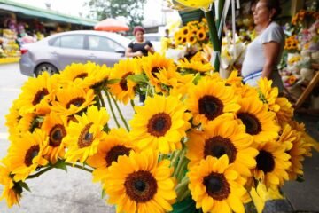 ¿Qué día se regalan flores amarillas? Fecha, origen y significado de una tradición viral
